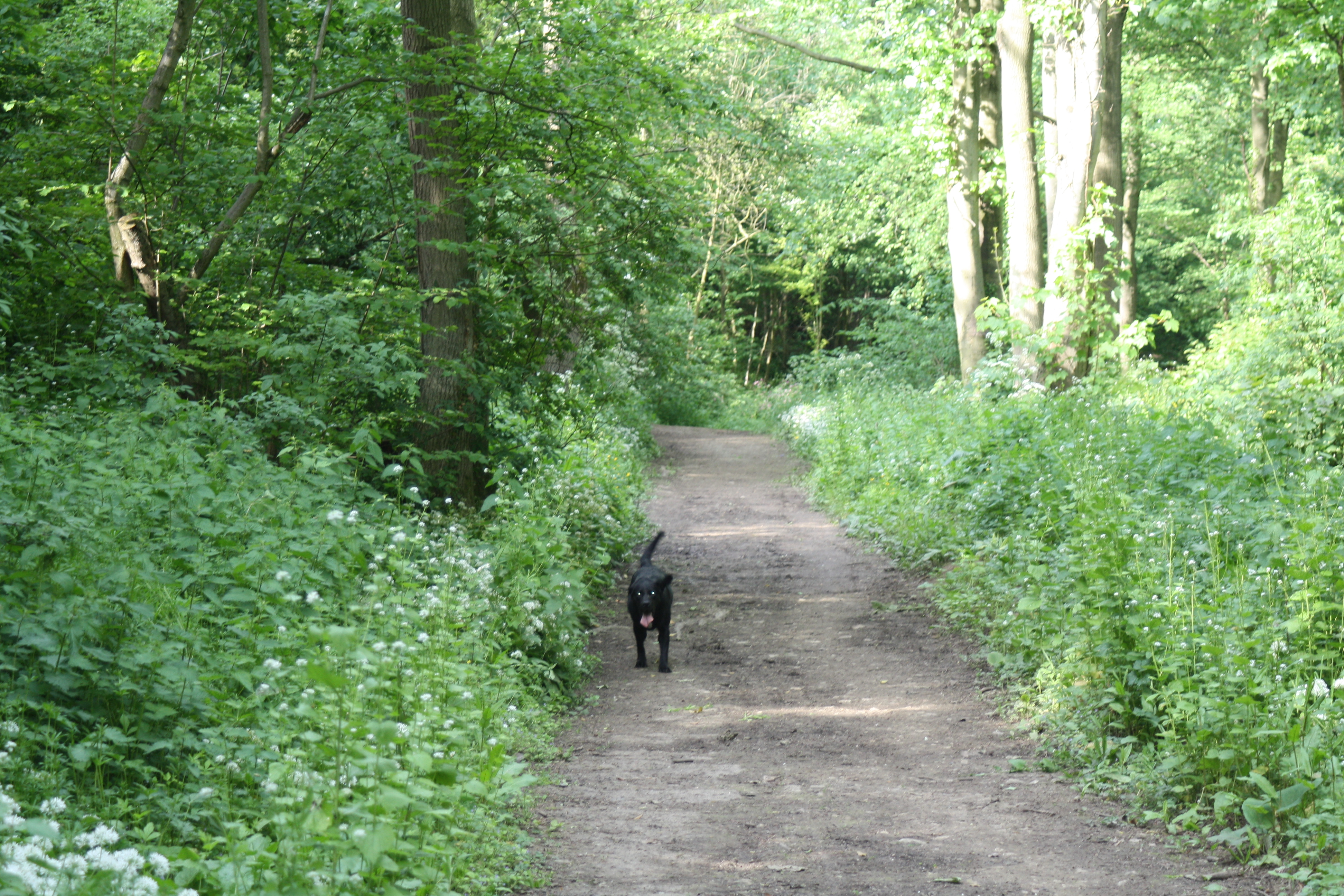 path with dog